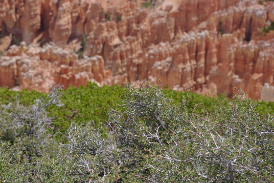 Bryce Canyon National Park
