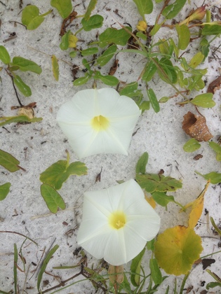 Fort Pickens