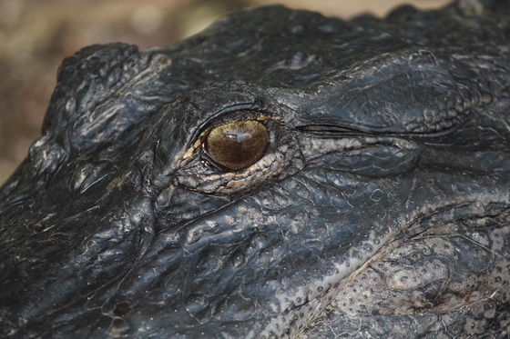 Everglades National Park