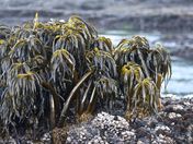 The sea palm seaweed