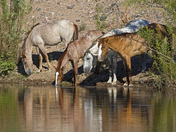 Tonto National Forest