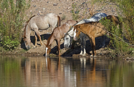 Tonto National Forest