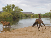 Tonto National Forest