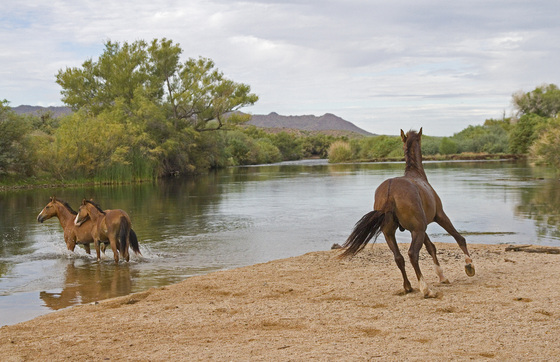 Tonto National Forest