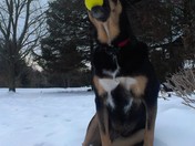 Dog with a Ball on a cold Winter day