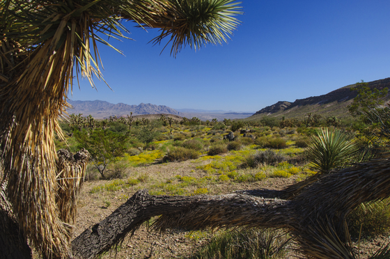Lake Mead National Recreation Area
