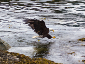 Diving Eagle