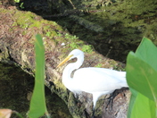 Big Cypress National Preserve