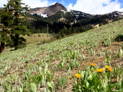 Lassen Volcanic National Park
