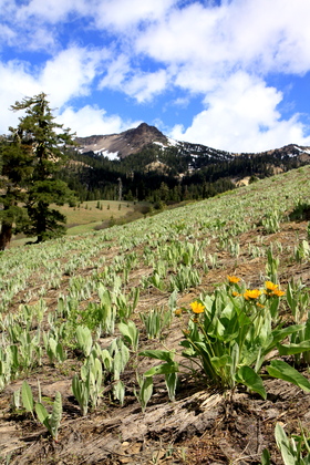 Lassen Volcanic National Park