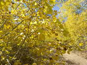Humboldt-Toiyabe National Forest
