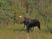 Moose escape 