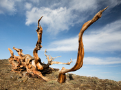 Ancient Bristlecone Pine Forest