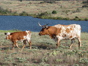 wichita mountains wildlife refuge