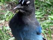 San Juan NF