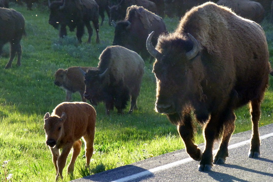 Yellowstone National Park