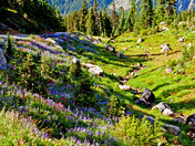 Mount Rainer National Park