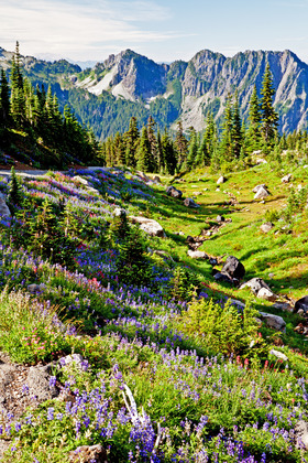 Mount Rainer National Park