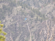 Bear Trap Canyon Wilderness Area