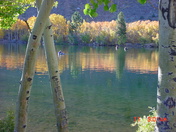 Inyo National Forrest