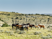 Theodore Roosevelt National Park