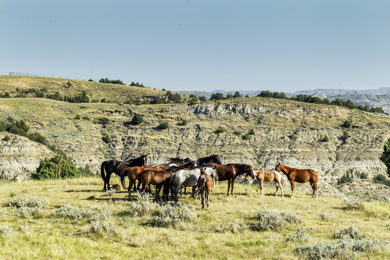 Theodore Roosevelt National Park
