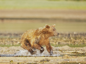 Katmai National Park