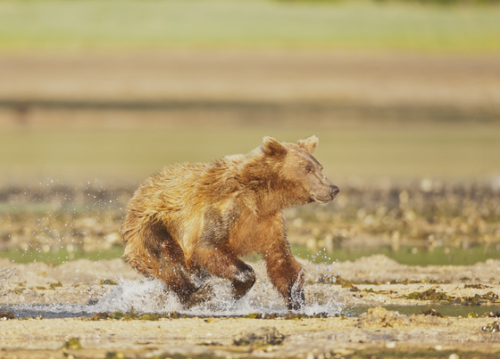 Katmai National Park