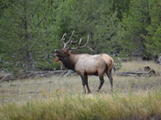 Yellowstone National Park