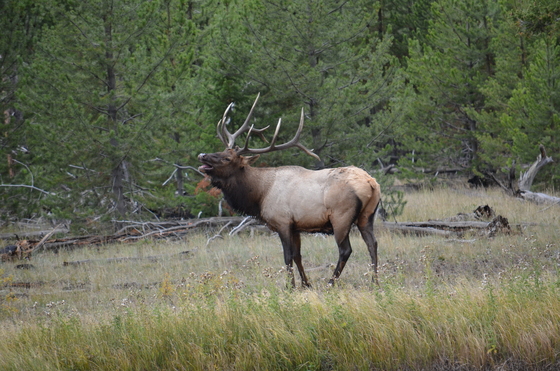 Yellowstone National Park