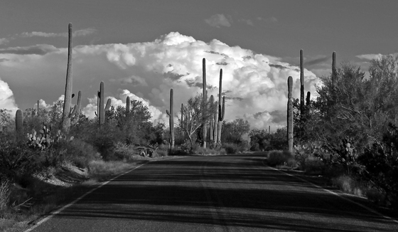 saguaro national park