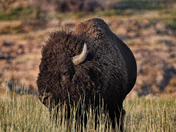 Wichita Mountains Wildlife Refuge