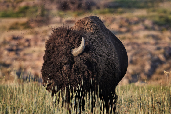 Wichita Mountains Wildlife Refuge
