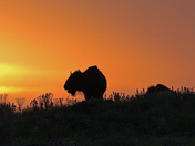 Wichita Mountains Wildlife Refuge