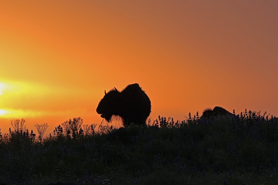 Wichita Mountains Wildlife Refuge
