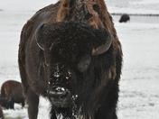 Yellowstone National park