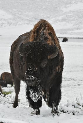 Yellowstone National park