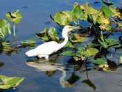 John Heinz National Wildlife Refuge