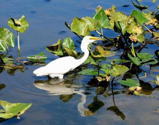 John Heinz National Wildlife Refuge