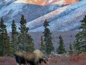 Denali National Park