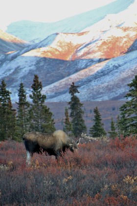 Denali National Park