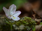 Pisgah National Forest