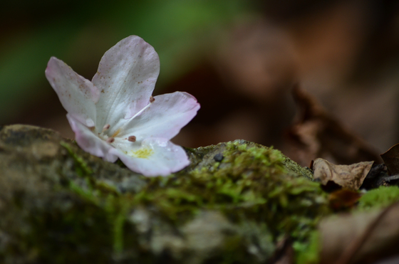 Pisgah National Forest