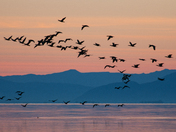 Sonny Bono Salton Sea National. Wildlife Refuge