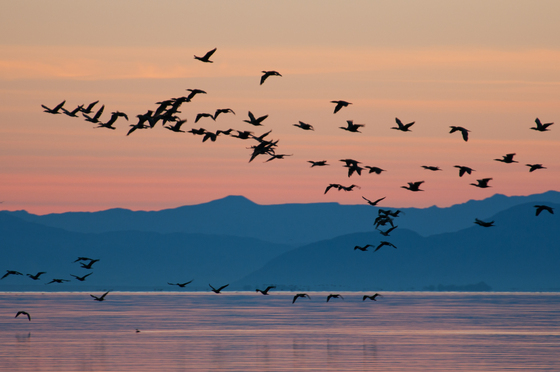 Sonny Bono Salton Sea National. Wildlife Refuge