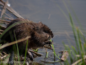 Baby Beaver BFAST time
