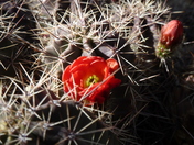 Big Bend National Park