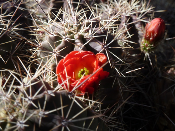 Big Bend National Park