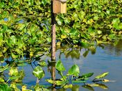 John Heinz National Wildlife Refuge