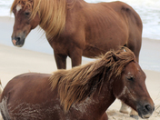 Assateague Island